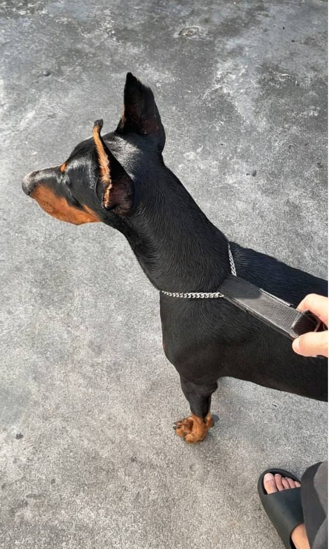 出售物品:杜宾犬
