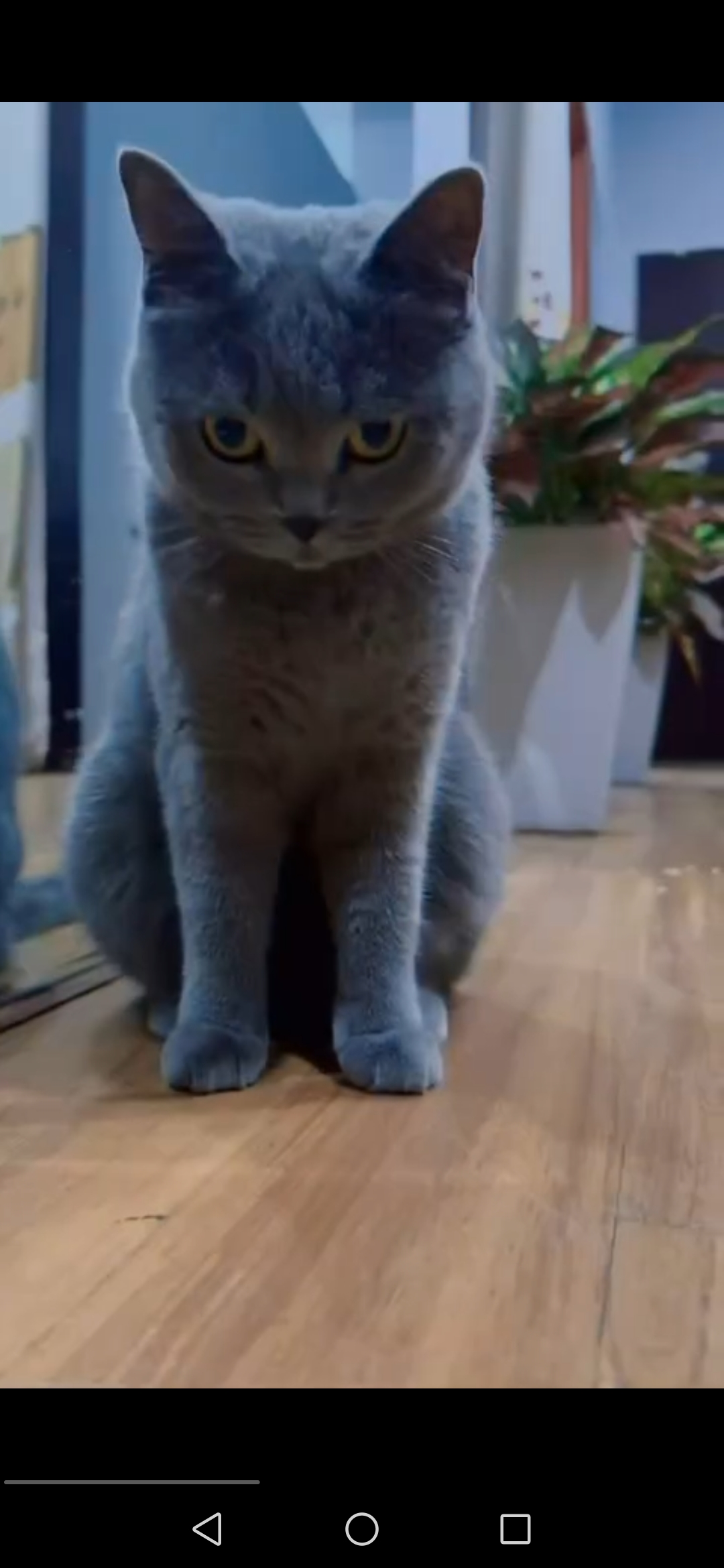 私人家养 英短蓝猫