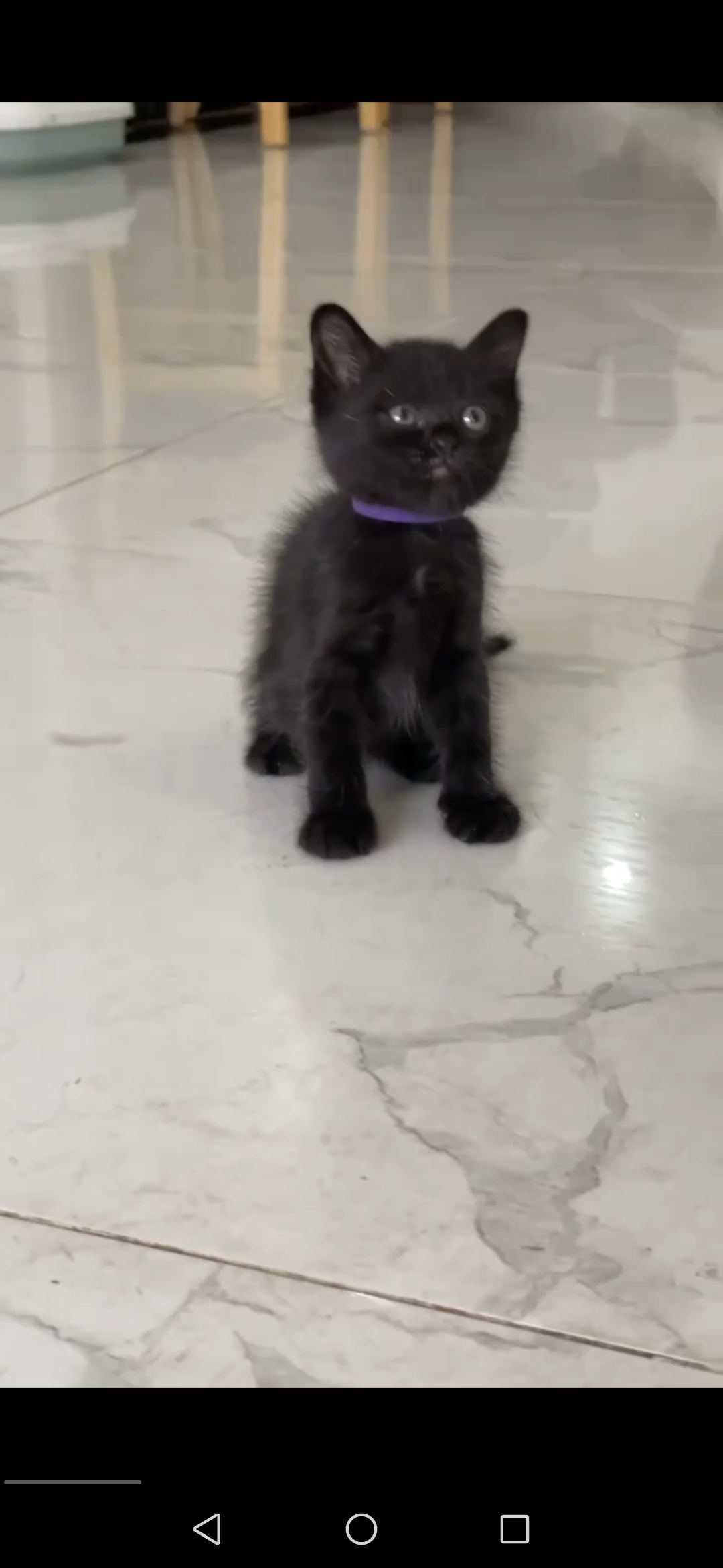 出售宠物：自家繁殖蓝猫
