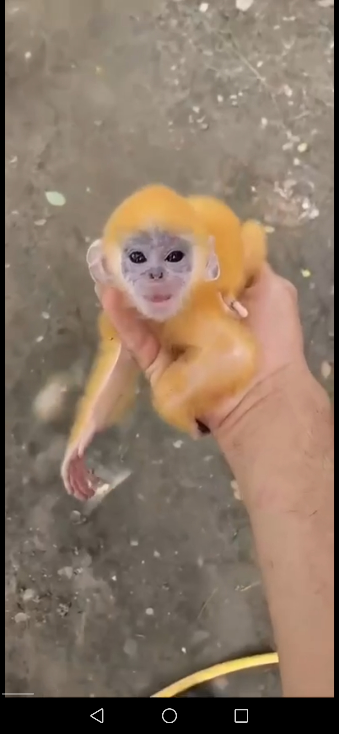 出售物品：Monkey Baby