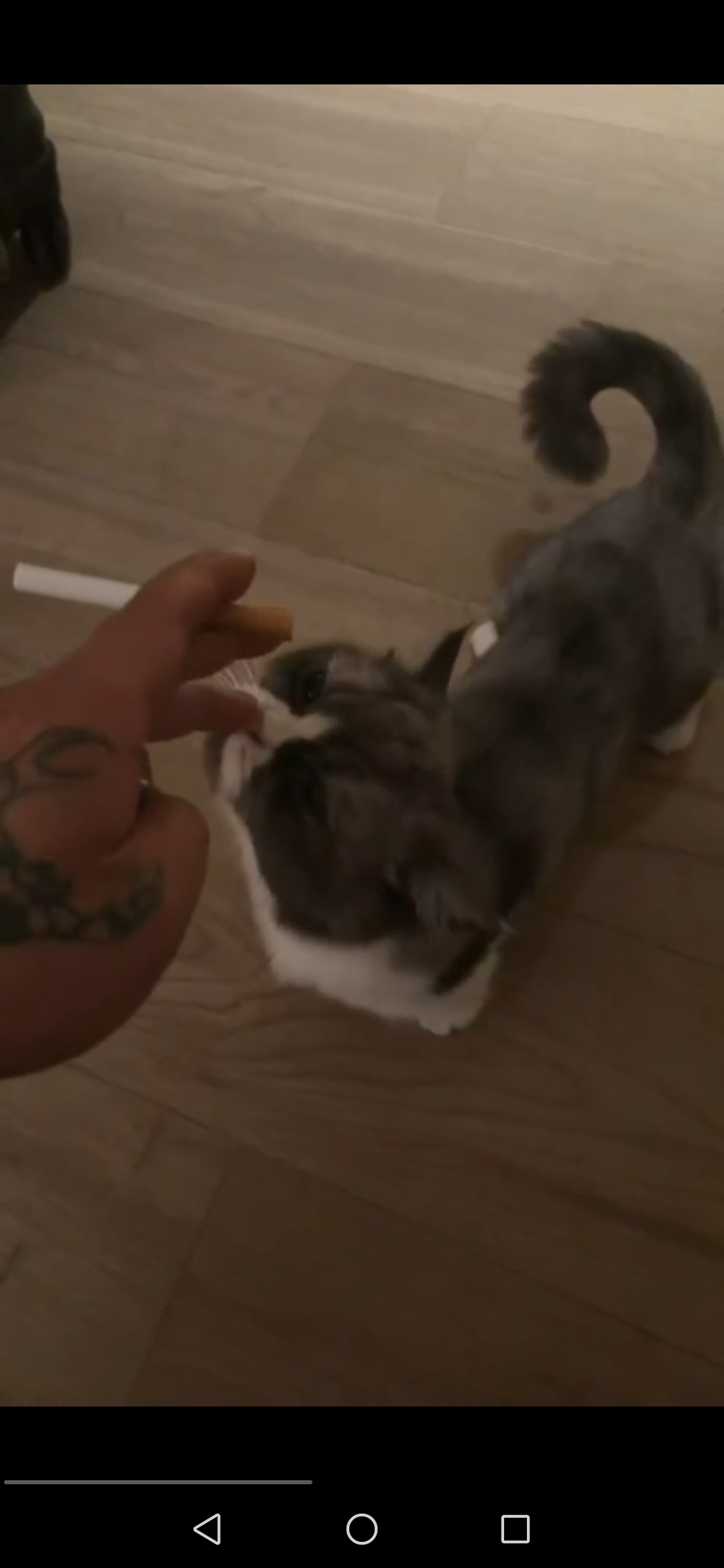 出售物品：宠物猫