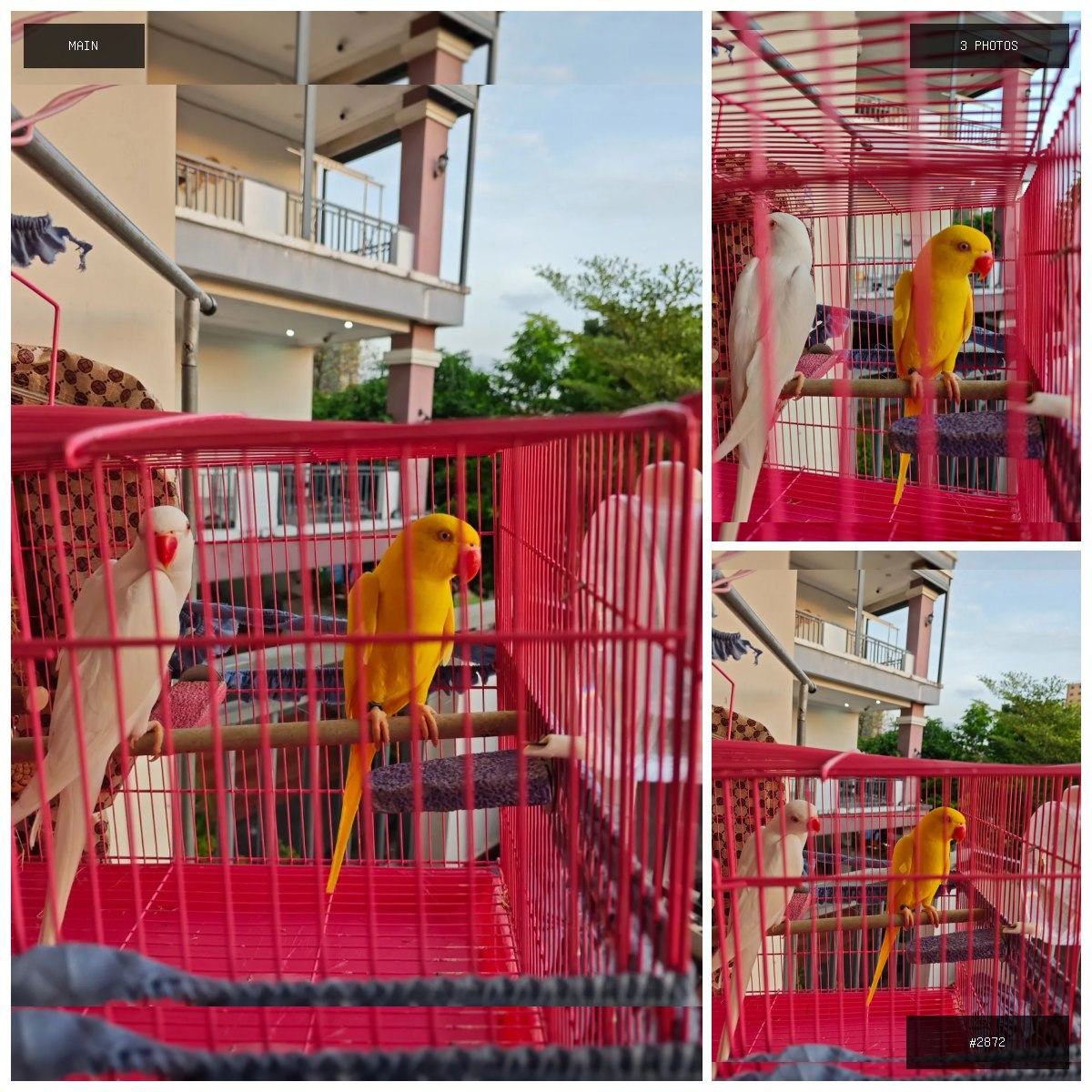 🟢 在售 📦 二手商品预览 🏷 要搬家,不方便携带,两只漂亮小鹦鹉 💵 价格:面议 📍 城市:西…