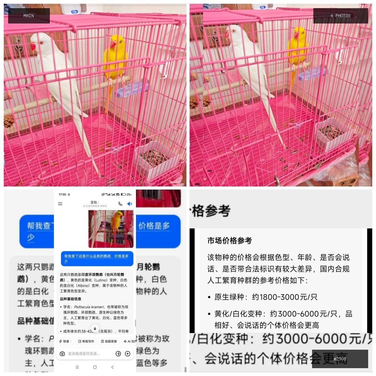 🟢 在售 📦 二手商品预览 🏷 鹦鹉低价出售 💵 价格:面议 📍 城市:西港 📂 分类:手机数码…