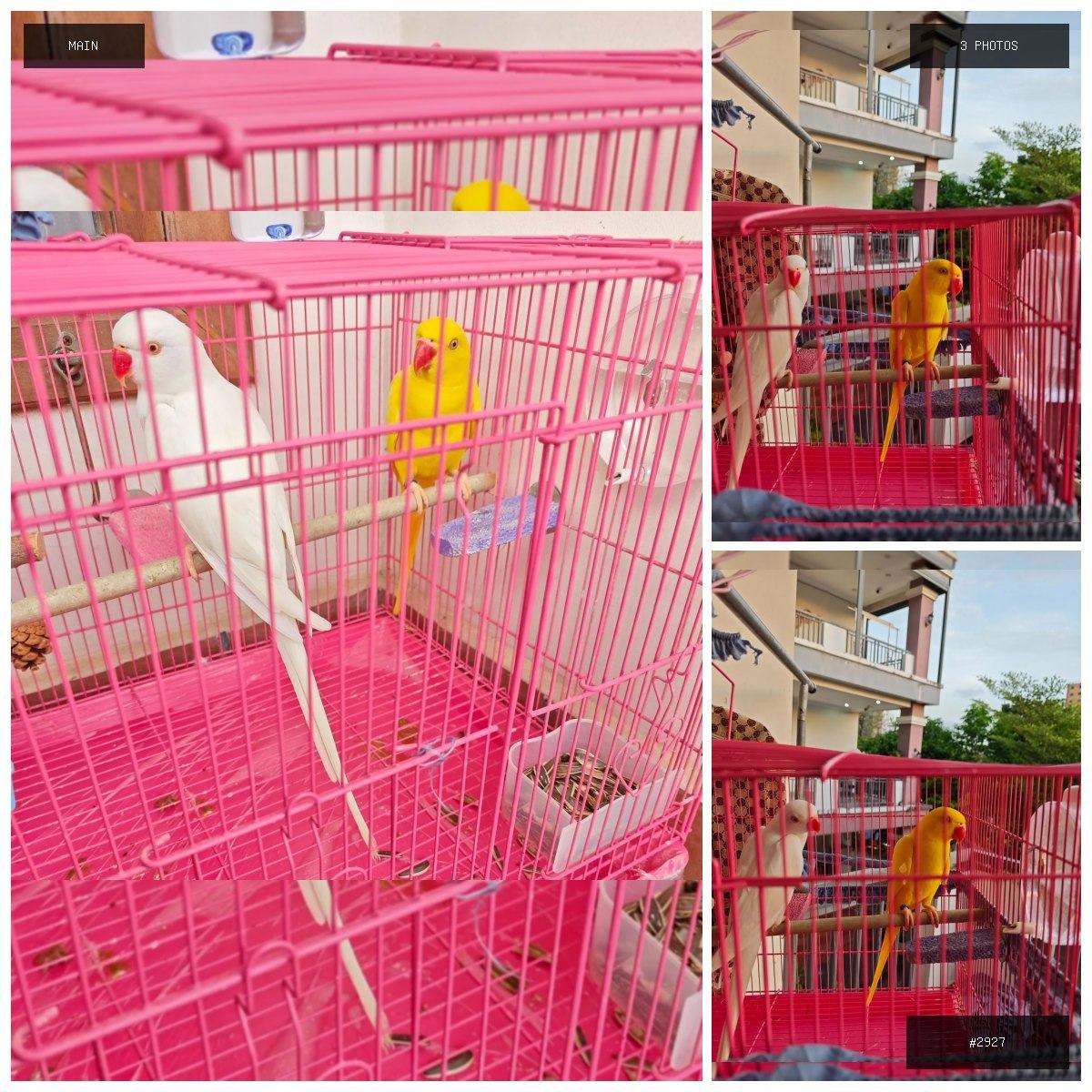 🟢 在售 📦 二手商品预览 🏷 低价出售鹦鹉 💵 价格:面议 📍 城市:西港 📂 分类:二手闲置…
