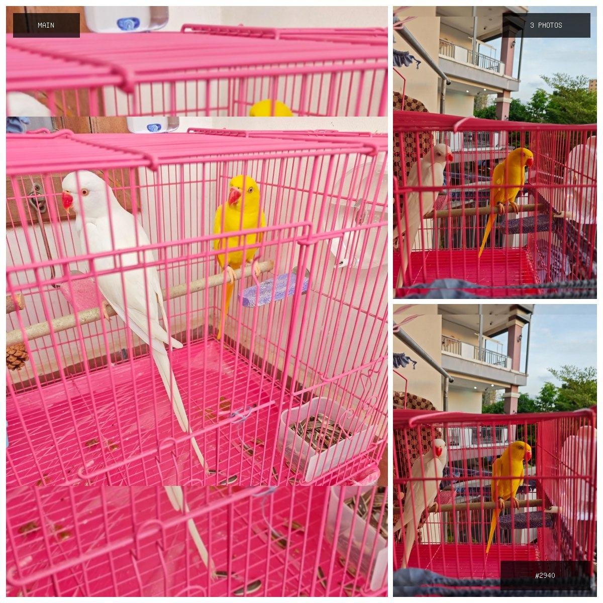 🟢 在售 📦 二手商品预览 🏷 鹦鹉,低价出售 💵 价格:面议 📍 城市:西港 📂 分类:二手闲…