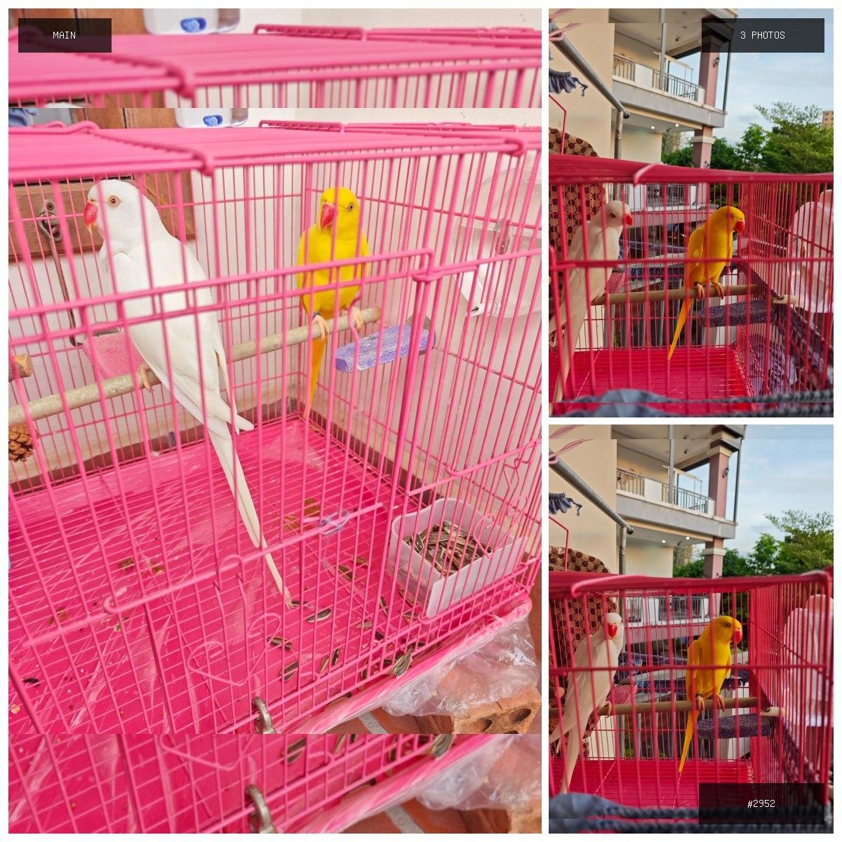 🟢 在售 📦 二手商品预览 🏷 低价出售鹦鹉 💵 价格:面议 📍 城市:西港 📂 分类:二手闲置…