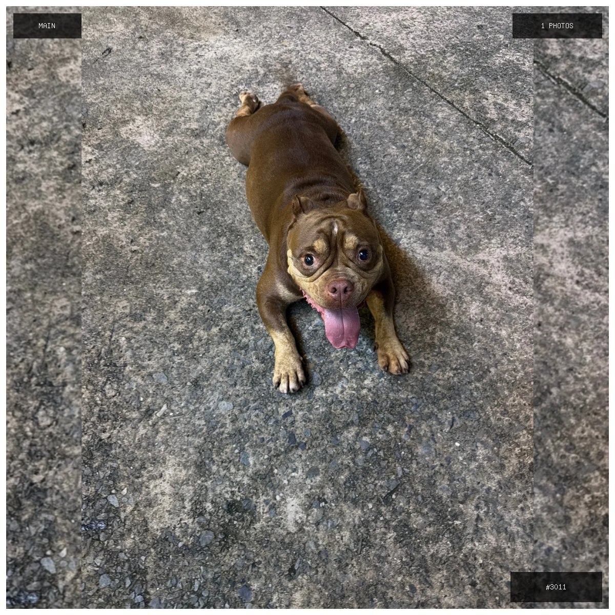 🟢 在售 📦 二手商品预览 🏷 恶霸犬 💵 价格:$1500 📍 城市:西港 📂 分类:二手闲置…