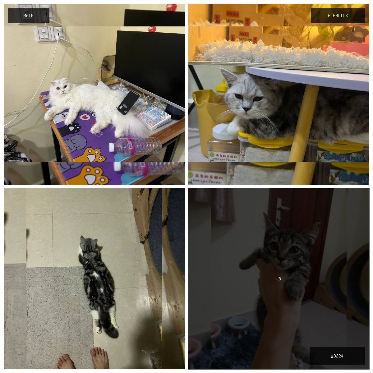 🟢 在售 📦 二手商品预览 🏷 出售自己繁殖的品种猫 💵 价格:面议 📍 城市:金边 📂 分类:…