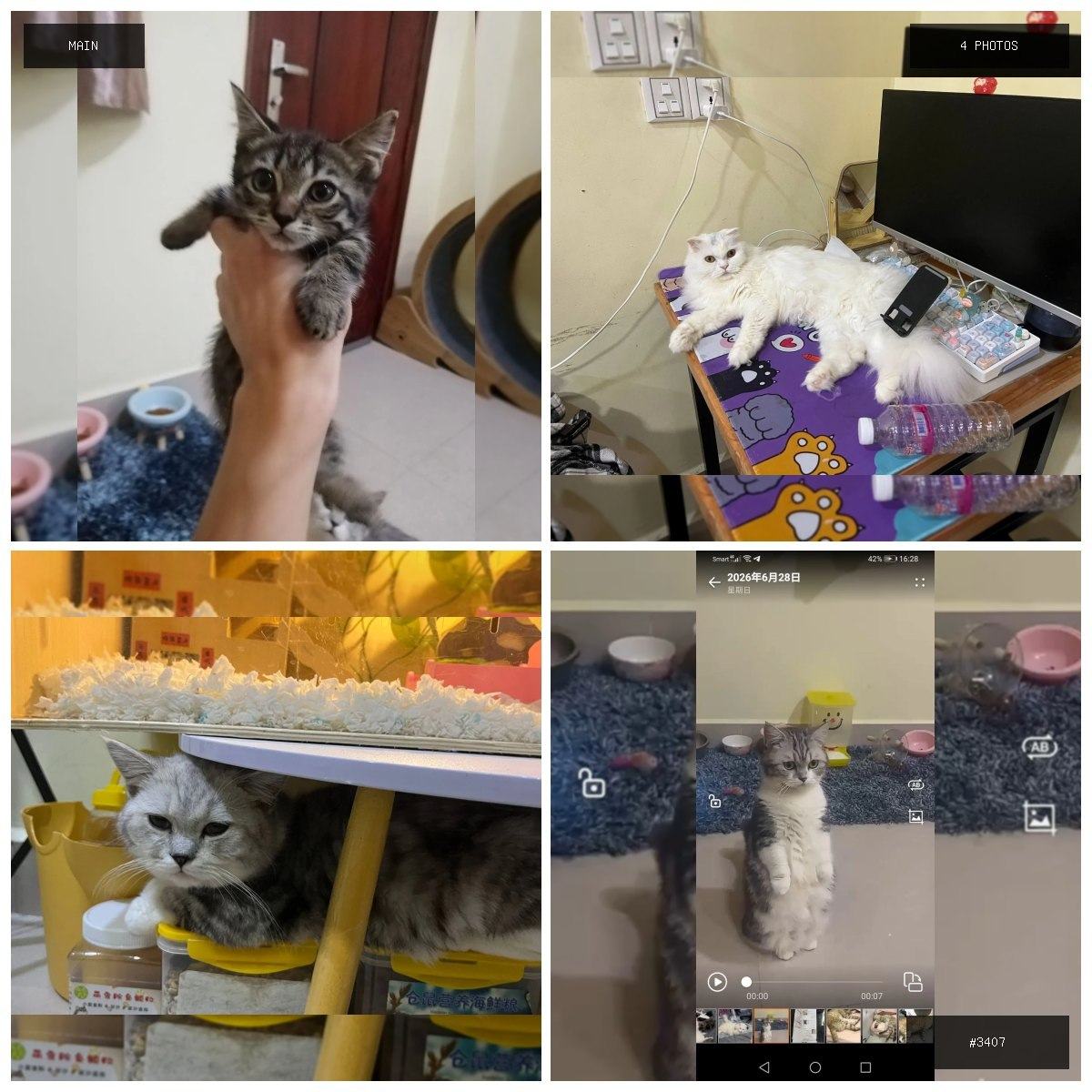 🟢 在售 📦 二手商品预览 🏷 自己繁殖猫出售 💵 价格:面议 📍 城市:金边 📂 分类:家具家…