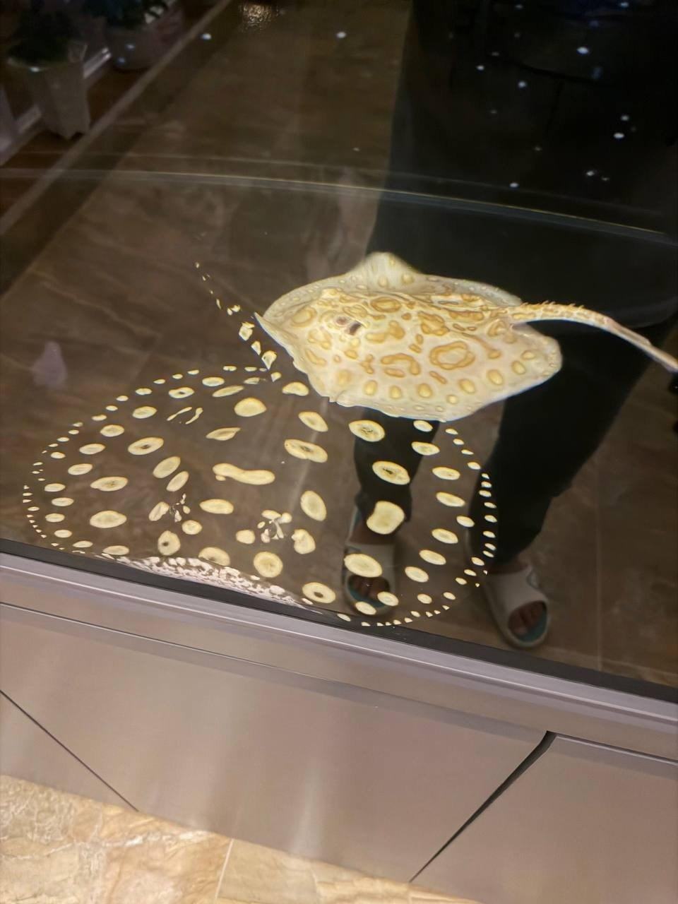 出售物品:魟鱼两条(黑色42cm黄化28cm)…
