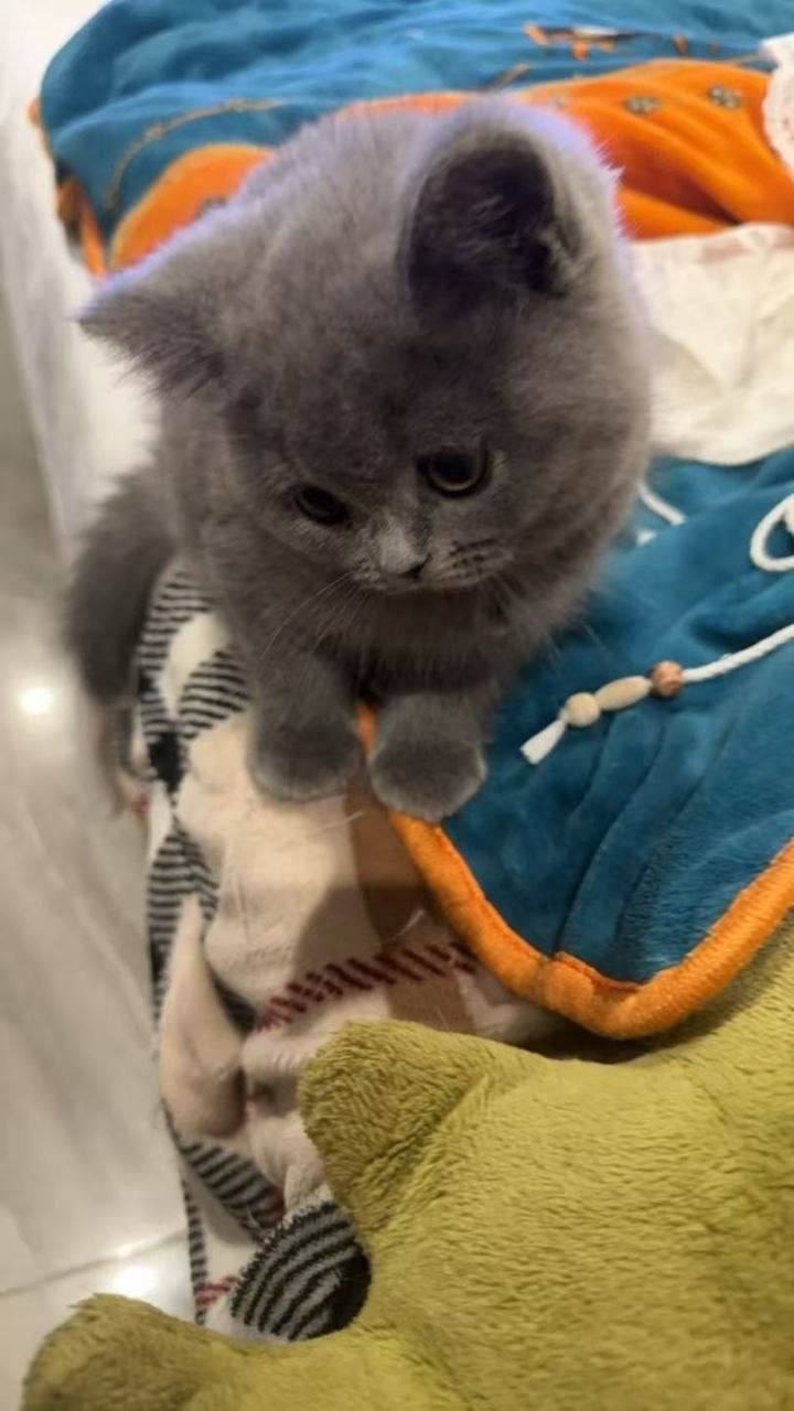 出售:蓝猫 价 格：300 位 置：#西港大市场 联系方式：@Nha520 交易方式：自取/送货…
