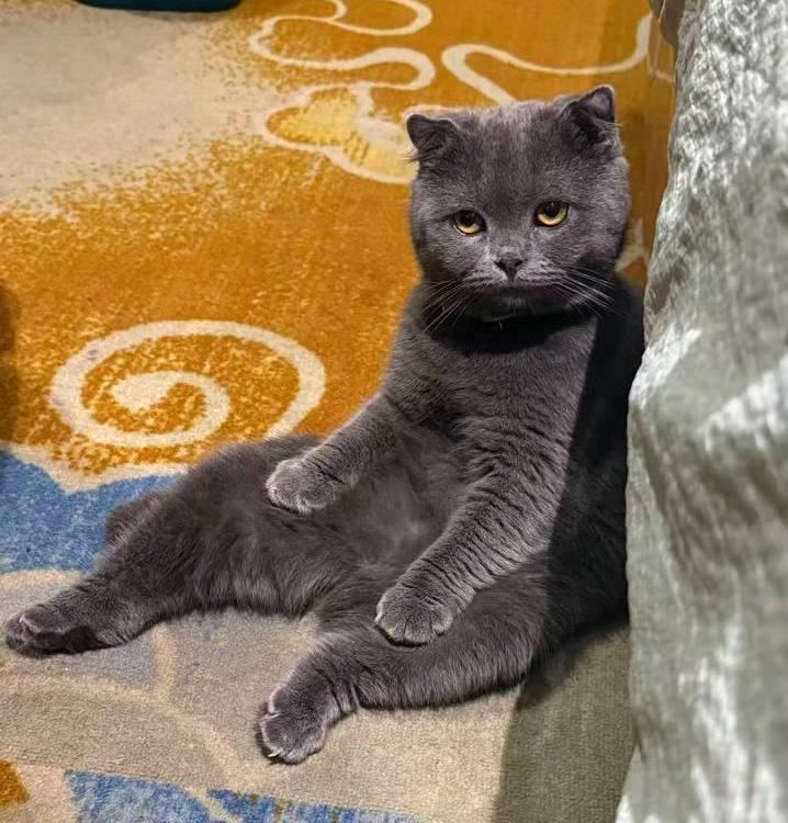 折耳蓝猫 价格:面议 城市:西港 交易:同城面交、上门自提 位置:红灯笼 折耳蓝猫.公.10个月…