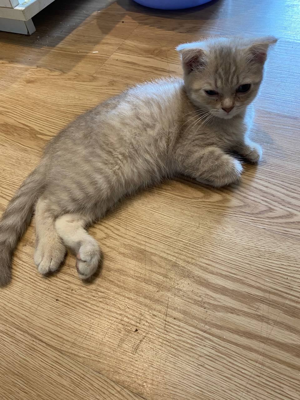 出售：银渐层猫咪 价格：面议 位置：#西港 交易方式：自取，可协商 联系方式：@yu5019 物…